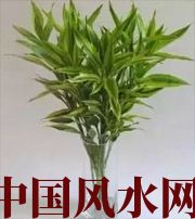 林芝十二生肖养什么植物最旺财运？你知道吗！